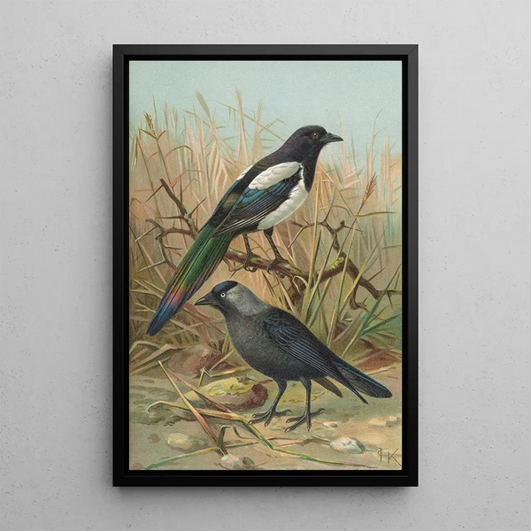 Pica pica Lycus monedula - Johann Friedrich Naumann — framed artwork on a wall
