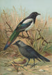Pica pica Lycus monedula - Johann Friedrich Naumann — artwork view