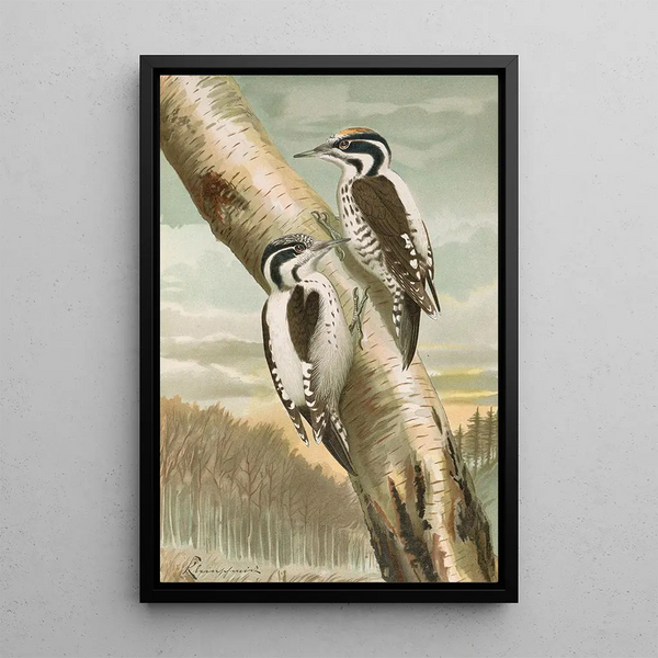 Picoides tridactylus - Johann Friedrich Naumann — framed artwork on a wall