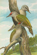 Picus canus - Johann Friedrich Naumann — artwork view