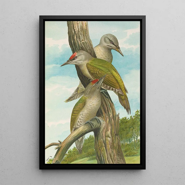 Picus canus - Johann Friedrich Naumann — framed artwork on a wall