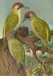 Picus viridis - Johann Friedrich Naumann — artwork view