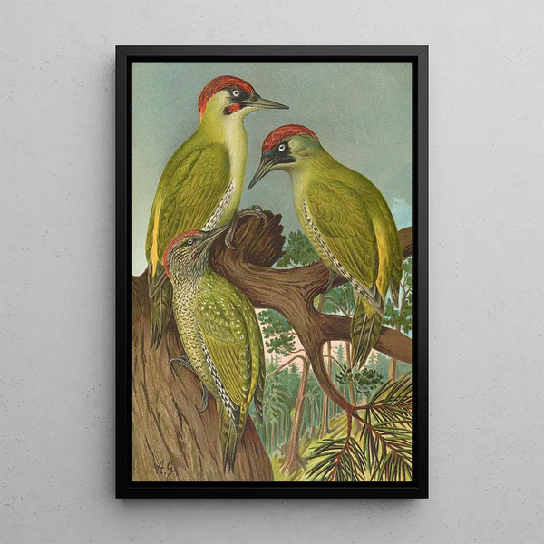Picus viridis - Johann Friedrich Naumann — framed artwork on a wall