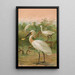 Platalea leucorodia - Johann Friedrich Naumann — framed artwork on a wall