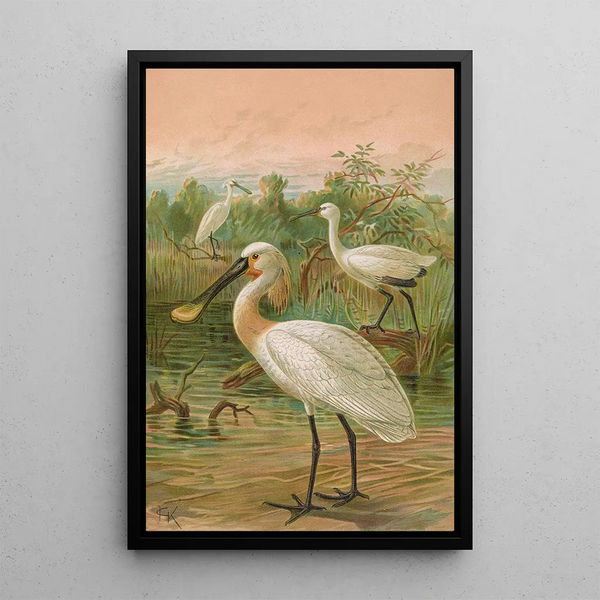 Platalea leucorodia - Johann Friedrich Naumann — framed artwork on a wall