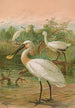 Platalea leucorodia - Johann Friedrich Naumann — artwork view
