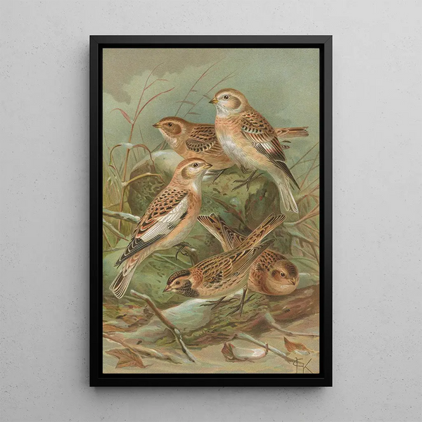 Plectrophenax nivalis Calcarius lapponicus - Johann Friedrich Naumann — framed artwork on a wall
