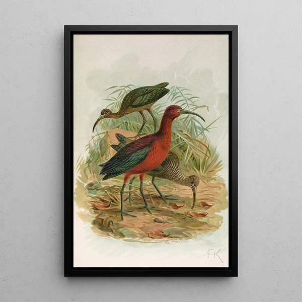Plegadis falcinellus - Johann Friedrich Naumann — framed artwork on a wall