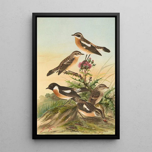 Pratincola rubetra Prantincola rubicola - Johann Friedrich Naumann — framed artwork on a wall