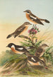Pratincola rubetra Prantincola rubicola - Johann Friedrich Naumann — artwork view