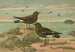Procellaria pelagica Oceanites oceanicus - Johann Friedrich Naumann — artwork view
