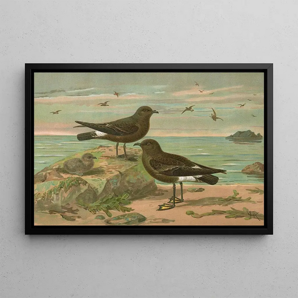 Procellaria pelagica Oceanites oceanicus - Johann Friedrich Naumann — framed artwork on a wall