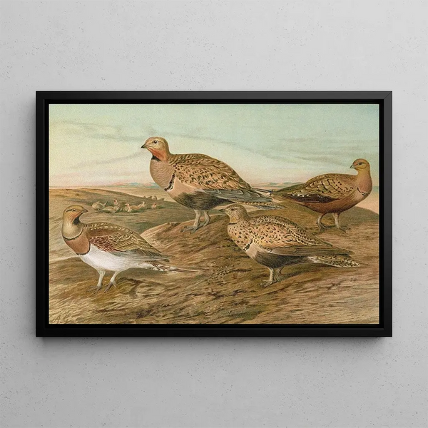 Pterocles arenarius, Pterocles alchata, Pterocles exustus Temm - Johann Friedrich Naumann — framed artwork on a wall