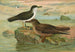 Puffinus puffinus Brunn Puffinus griseus - Johann Friedrich Naumann — artwork view