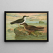 Puffinus puffinus Brunn Puffinus griseus - Johann Friedrich Naumann — framed artwork on a wall