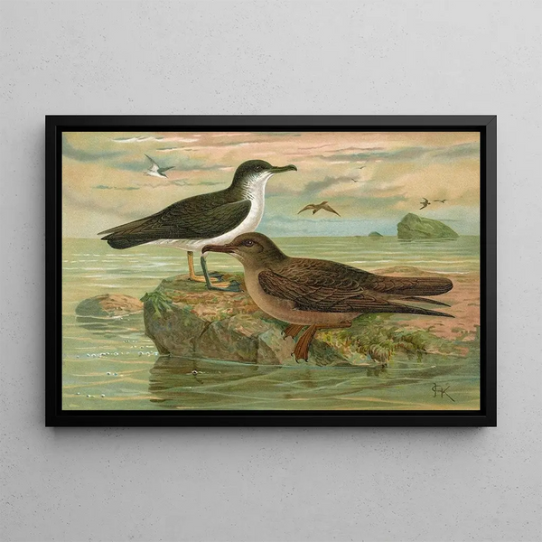 Puffinus puffinus Brunn Puffinus griseus - Johann Friedrich Naumann — framed artwork on a wall