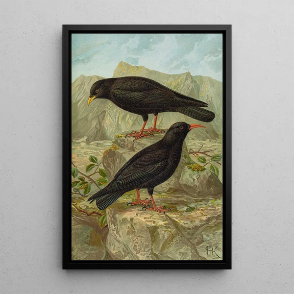 Pyrrhocorax pyrrhocorax Pyrrhocorax graculus - Johann Friedrich Naumann — framed artwork on a wall