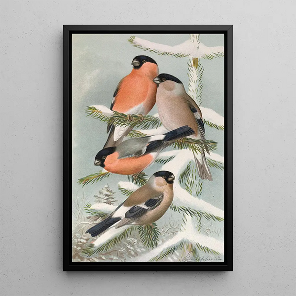Pyrrhula pyrrhula Pyrrhula pyrrhula europaea - Johann Friedrich Naumann — framed artwork on a wall