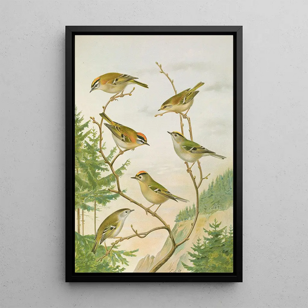 Regulus ignicapillus Regulus regulus - Johann Friedrich Naumann — framed artwork on a wall
