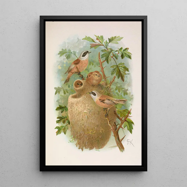 Remizus pendulinus - Johann Friedrich Naumann | Painting — framed artwork on a wall