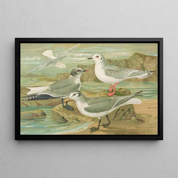 Rhodostethia rosea Xema Sabinei Sab Rissa tridactyla Larus leucopterus Faber - Johann Friedrich Naumann — framed artwork on a wall