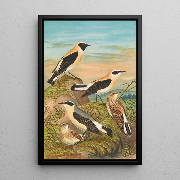Saxicola stapazina Saxicola aurita Saxicola oenanthe - Johann Friedrich Naumann — framed artwork on a wall