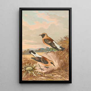 Johann Friedrich Naumann - Saxicola stapazina Saxicola aurita.webp