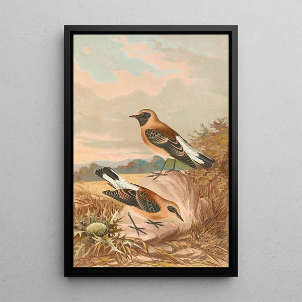 Saxicola stapazina Saxicola aurita - Johann Friedrich Naumann — framed artwork on a wall