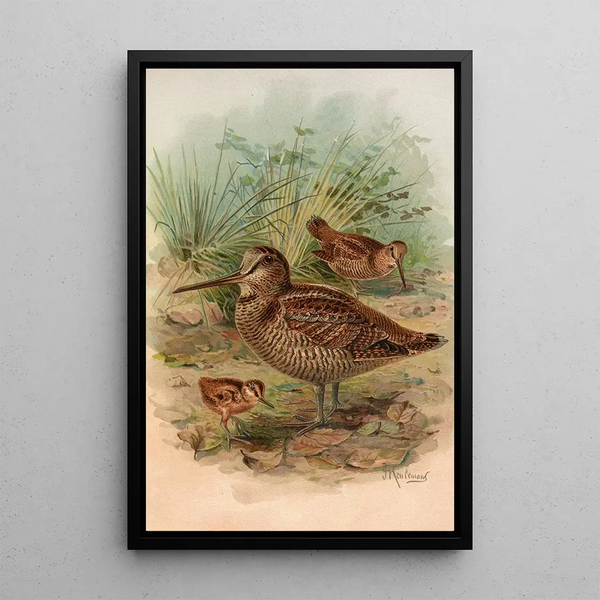 Scolopax rusticula - Johann Friedrich Naumann — framed artwork on a wall