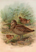 Scolopax rusticula - Johann Friedrich Naumann — artwork view