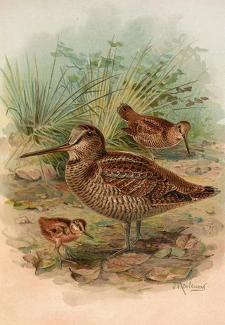Johann Friedrich Naumann - Scolopax rusticula.webp