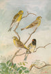 Serinus serinus Serinus pusillus - Johann Friedrich Naumann — artwork view