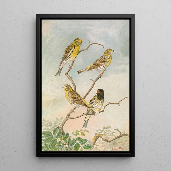 Serinus serinus Serinus pusillus - Johann Friedrich Naumann — framed artwork on a wall