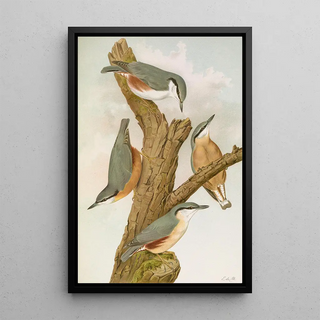 Johann Friedrich Naumann - Sitta europaea caesia Sitta europaea L.webp