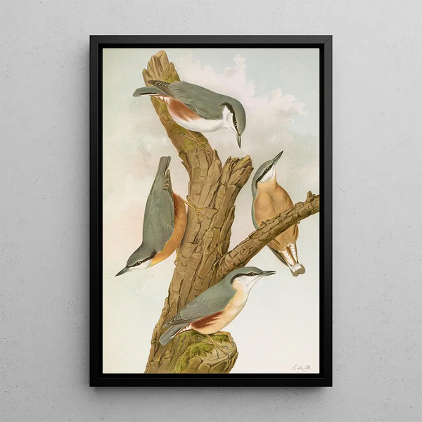 Sitta europaea caesia Sitta europaea L - Johann Friedrich Naumann — framed artwork on a wall