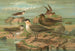 Stercorarius longicaudus Vieill Stercorarius parasiticus - Johann Friedrich Naumann — artwork view
