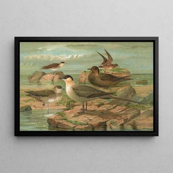 Stercorarius longicaudus Vieill Stercorarius parasiticus - Johann Friedrich Naumann — framed artwork on a wall