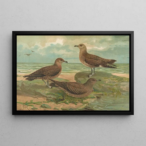 Stercorarius parasiticus Stercorarius pomarinus Great skua Stercorarius longicaudus Vieill - Johann Friedrich Naumann — framed artwork on a wall