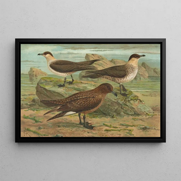 Stercorarius parasiticus, Stercorarius skua, Brünn, Stercorarius pomarinus, Moyen labbe - Johann Friedrich Naumann — framed artwork on a wall