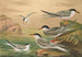 Sterne pierregarin Sterne macrura Sterne de Dougall Sterne naine - Johann Friedrich Naumann — artwork view