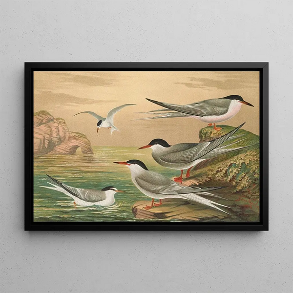 Sterne pierregarin Sterne macrura Sterne de Dougall Sterne naine - Johann Friedrich Naumann — framed artwork on a wall