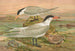 Sterna media Horsf Sterna tschegrava Lepech - Johann Friedrich Naumann — artwork view