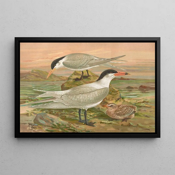 Sterna media Horsf Sterna tschegrava Lepech - Johann Friedrich Naumann — framed artwork on a wall
