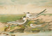 Sterna minuta Sterna macrura Sterna hirundo - Johann Friedrich Naumann — artwork view