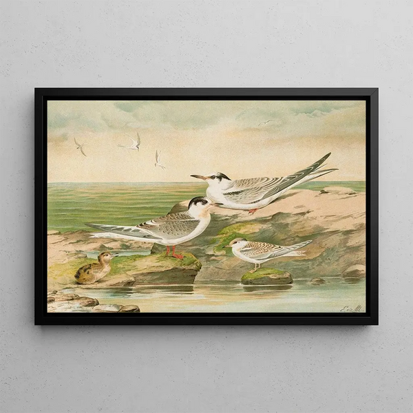 Sterna minuta Sterna macrura Sterna hirundo - Johann Friedrich Naumann — framed artwork on a wall