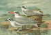 Sterne tschegrava Lepech, Sterne cantiaca Gm, Sterne nilotica Hasselqu - Johann Friedrich Naumann — artwork view