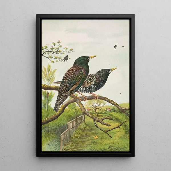 Sturnus vulgaris - Johann Friedrich Naumann — framed artwork on a wall