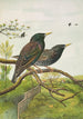 Sturnus vulgaris - Johann Friedrich Naumann — artwork view
