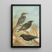 Sturnus vulgaris Sturnus vulgaris Menzbieri Sturnus unicolor Marmora - Johann Friedrich Naumann — framed artwork on a wall
