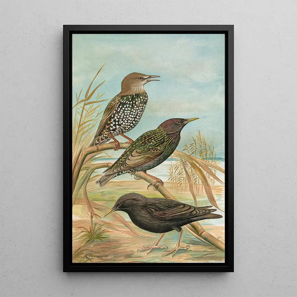 Sturnus vulgaris Sturnus vulgaris Menzbieri Sturnus unicolor Marmora - Johann Friedrich Naumann — framed artwork on a wall